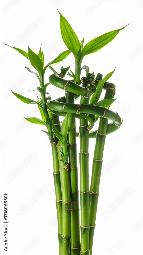 Obraz premium Lush Green Bamboo Stalks and Leaves, Isolated White Background Generated image