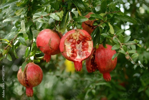 Photos Punica granatum, pomegranate tree, blooms red in summer and bears fruits in autumn