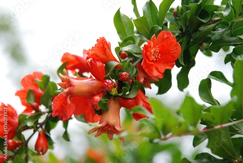Foto Punica granatum, pomegranate tree, blooms red in summer and bears fruits in autumn