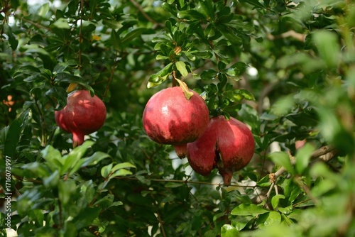 Φωτογραφία Punica granatum, pomegranate tree, blooms red in summer and bears fruits in autumn
