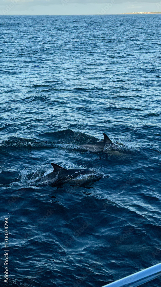 Naklejka premium Dolphins in sea