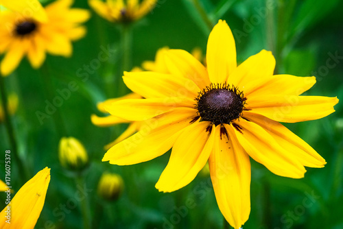black eyed susan