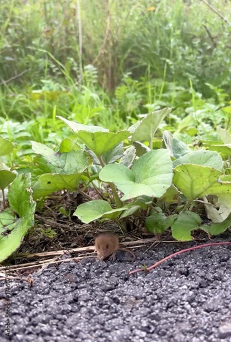 Video of a small wild mouse crawling on ground near asphalt and green plants. Close-up view of rodent in natural outdoor environment.