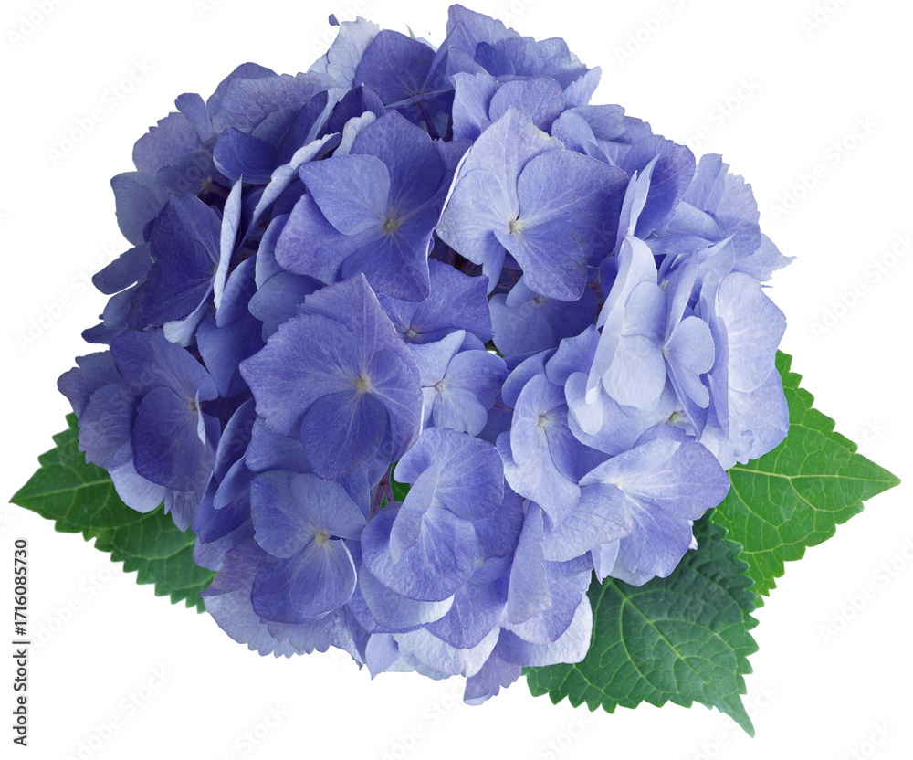 Obraz premium flower, flowers, purple, nature, plant, spring, violet, bloom, blue, blossom, garden, viola, petal, flora, pansy, summer, beauty, isolated, floral, leaf, pink, white, macro, blooming, color
