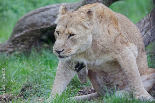 A lioness scratches an itch with her back leg 