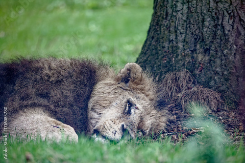 Portrait of a Lion sleeping, with detailed fur and mane