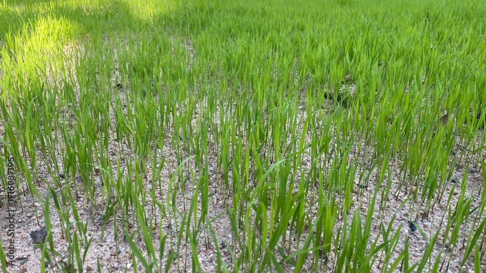 Fototapeta premium Fresh green rice field grass in countryside natural landscape