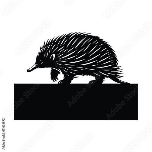 Monochromatic echidna vector illustration spiny anteater art in black and white graphic design