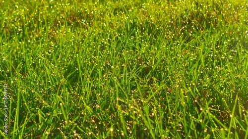 My MovieClose-up of dew on grass in the morning in an organic garden, New England