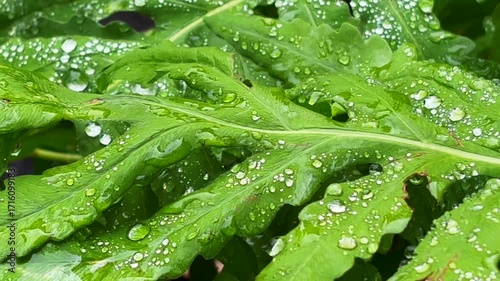 Water Drops On Green Leaf after Raining HD stock video, New England