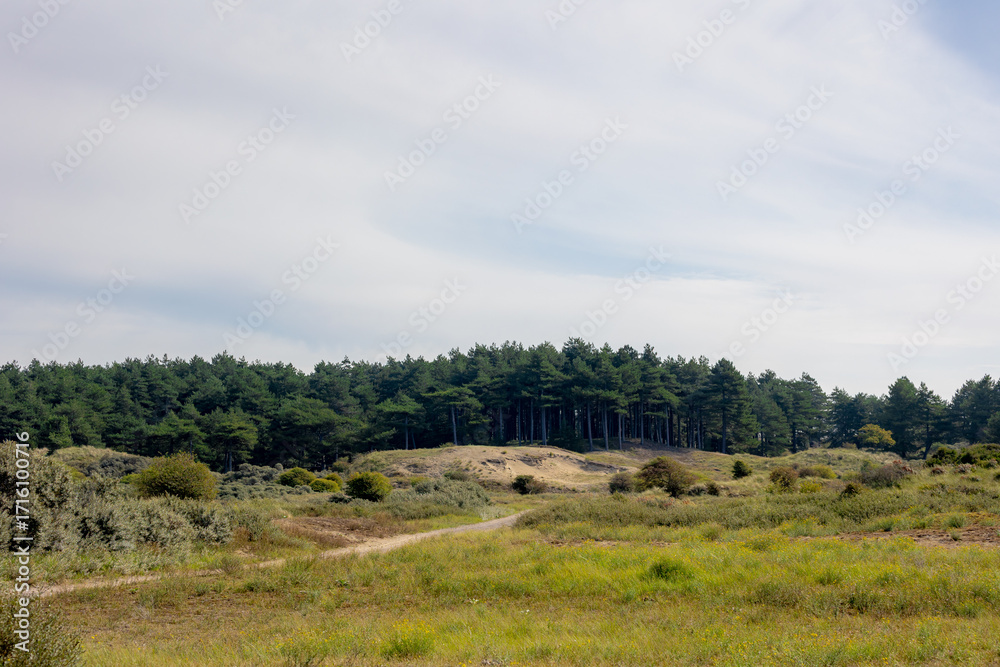 Fototapeta premium Summer landscape, The pine forest with green leaves under blue sky, Zuid-Kennemerland National Park between Bloemendaal and the Dutch North Sea, Located in the province of North Holland, Netherlands.