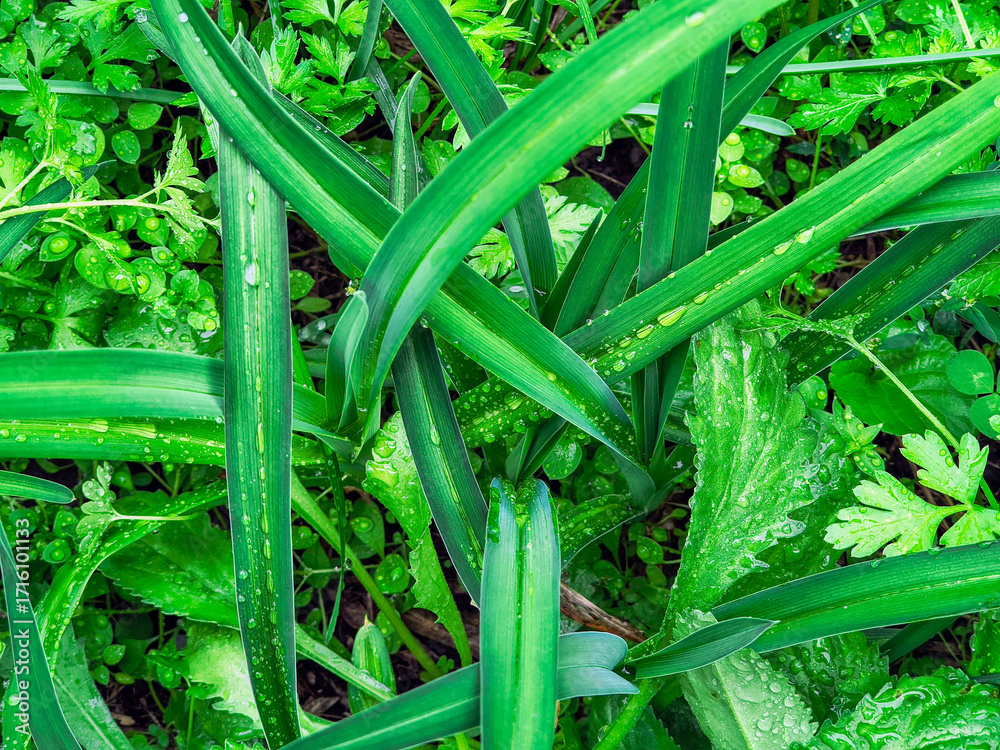 Obraz premium Close-up of green grass blades with spherical water droplets aligned along the veins. A fresh, natural scene highlighting surface tension, morning moisture, and the beauty of plant textures.