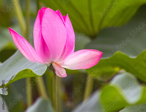 ハスの花4ｰ54