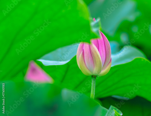 ハスの花4ｰ53