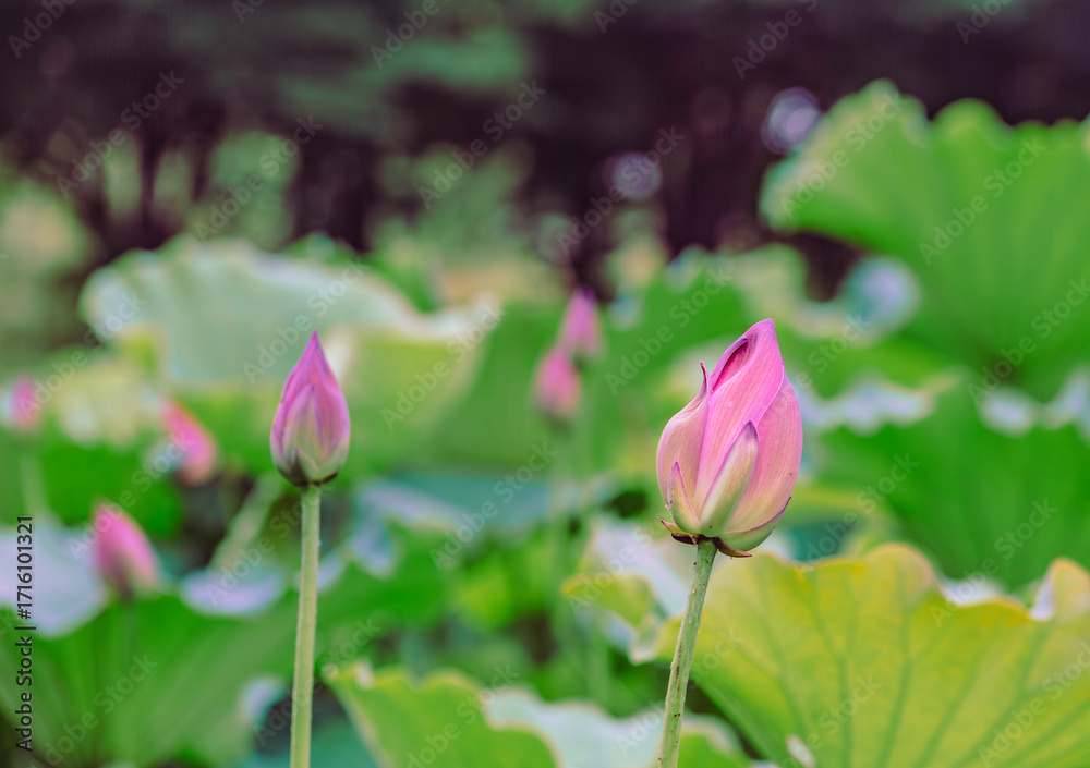Obraz premium ハスの花4ｰ46