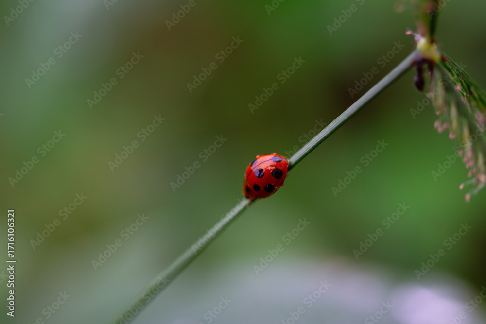 Naklejka premium Vibrant Red Ladybug with Black Spots Resting on a Green Plant Stem