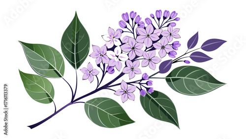 Vector art of a delicate sprig of lilac flowers with green and purple leaves, , perfect for springthemed designs and illustrations