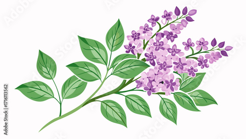 Vector art of a beautiful branch of lilac flowers, showcasing delicate purple blossoms and vibrant green leaves in a charming illustration