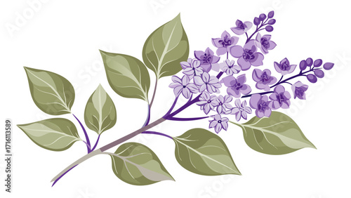 Vector art of lilac branch with purple flowers and green leaves, , a watercolor illustration, a delicate floral design element