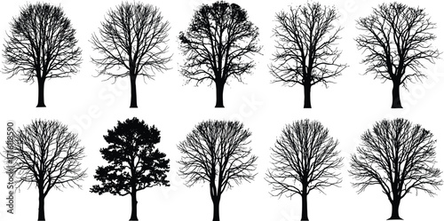 Leafless Tree Silhouette Vector Set Featuring Diverse Branching Patterns and One Conifer for Nature, Botany, Seasonal, Artistic, and Design Use