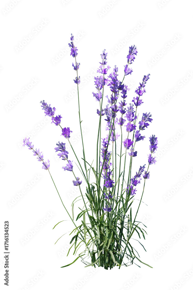 Naklejka premium lavender, flower, purple, nature, plant, garden, flowers, field, summer, spring, herb, blossom, flora, bloom, violet, beauty, blue, floral, aromatherapy, aroma, macro, color, herbal, close up, medicin