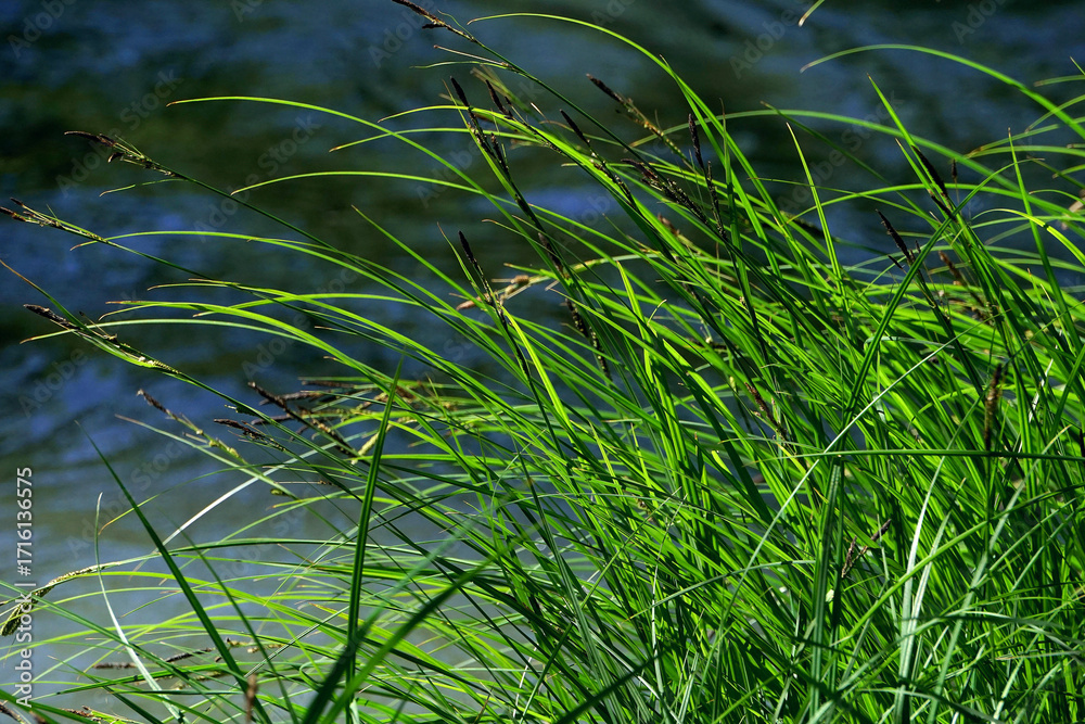 Obraz premium grass and water