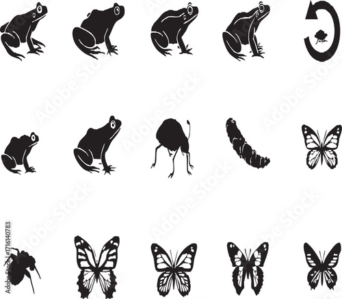 Illustration showing the metamorphosis from frog to butterfly with arrows on a white background
