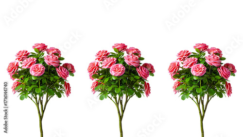 Three Rose Topiaries isolated on White Background Elegant Pink Roses and Lush Green Foliage for Floral Designs and Garden Themes