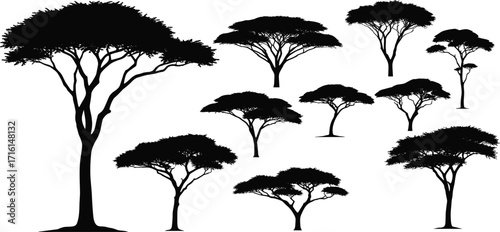 Set of acacia tree silhouettes with diverse canopy shapes, isolated on white background, ideal for nature, botanical, landscape, and design themes.