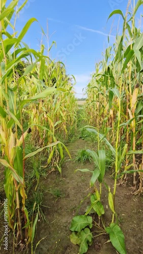 Person walking backwards through a corn maze in a field