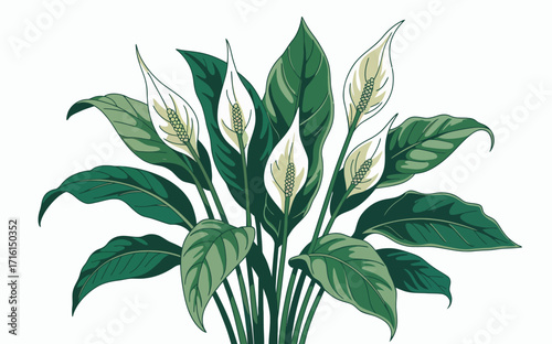 Elegant Peace Lily Illustration with Lush Green Leaves and Delicate White Flowers Isolated on White Background Ideal for Home Decor and Botanical Prints