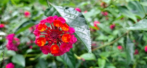 A close-up shot of a vibrant lantana flower, showcasing its beautiful cluster of pink and orange florets.