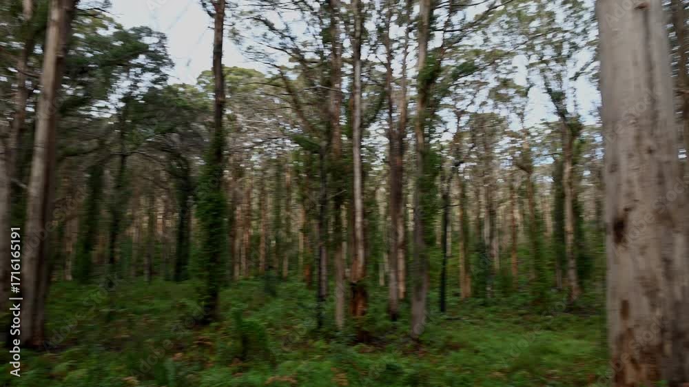 tall trees next to a tarmac road in the rain forest of south western Australia.