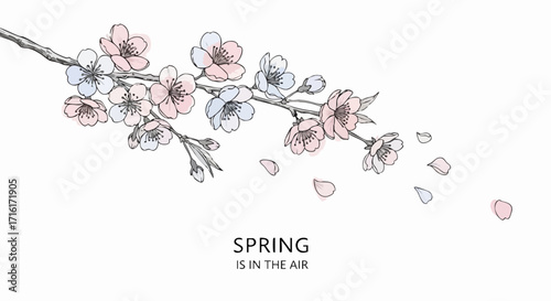 Delicate cherry blossom branch with falling petals evokes fresh springtime renewal and natural beauty