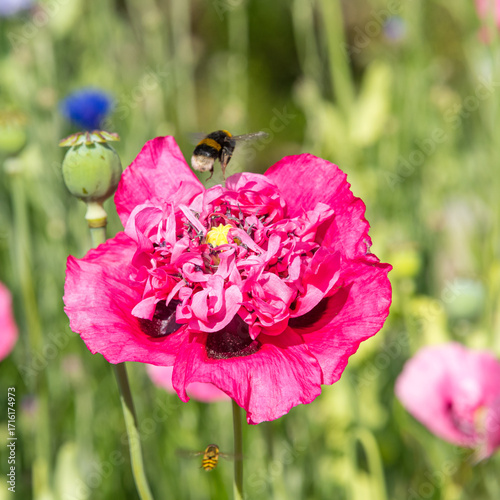 A bee gathering pollen from a poppy