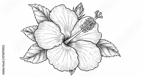 Elegant hibiscus flower in detailed line art, perfect for sophisticated design projects