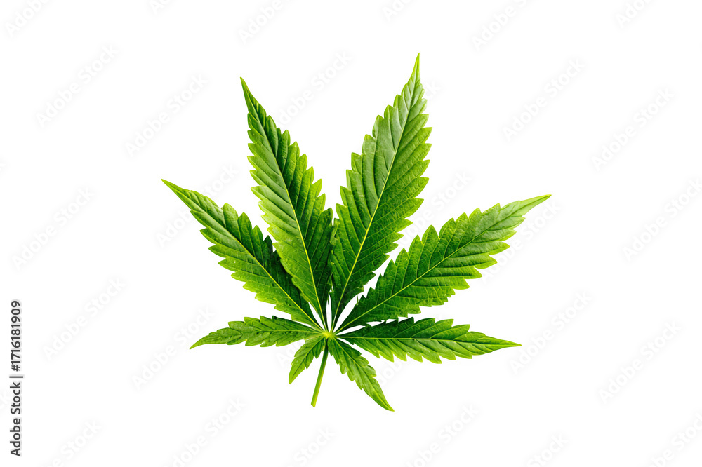 Fototapeta premium Green marijuana leaf, isolated on a white background, for herbal and medical use