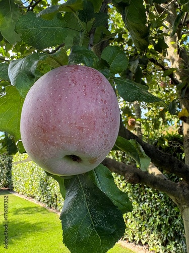 Roter Apfel am Baum