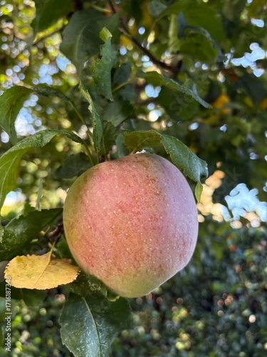 Roter Apfel am Baum