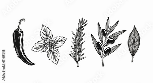 Elegant hand-drawn herbs and spices for culinary projects, perfect for recipe cards and menus design