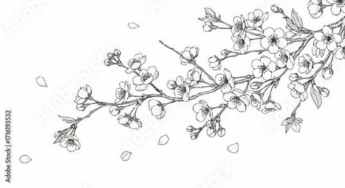 Delicate cherry blossom branch with falling petals captures serene spring beauty and natural elegance.