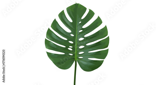 Close-up shot of a single, vibrant green Monstera deliciosa leaf against a clean white background, showcasing its intricate fenestrations and textured surface, creating