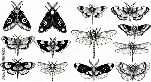 Intricate black and white illustrations of moths and dragonflies displayed in a grid arrangement.