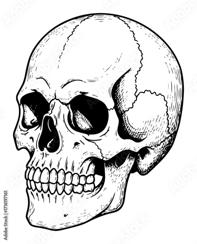 Human Skull Anatomy Illustration black shape vector laser cutting engraving monochrome print