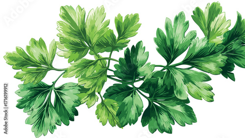 Fresh Green Sprigs of Parsley Vector Illustration for Culinary Designs