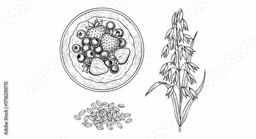 Overhead illustration of a bowl of oatmeal with berries, seeds, and a plant.