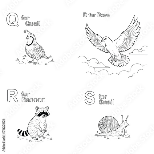 Alphabet learning with animals, quail, dove, raccoon, and snail isolated on white background