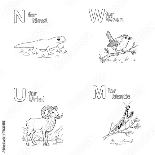 Animal alphabet coloring page with newt, wren, urial, and mantis isolated on white background