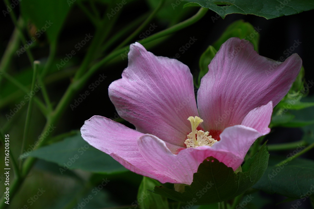 Fototapeta premium 日本の美を象徴する花