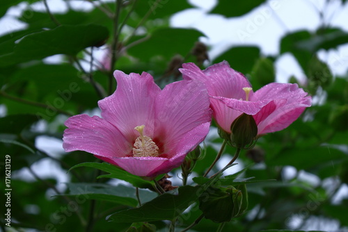 日本の美を象徴する花